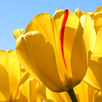 Tulips-150x150_1_1