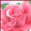 Flower Pic