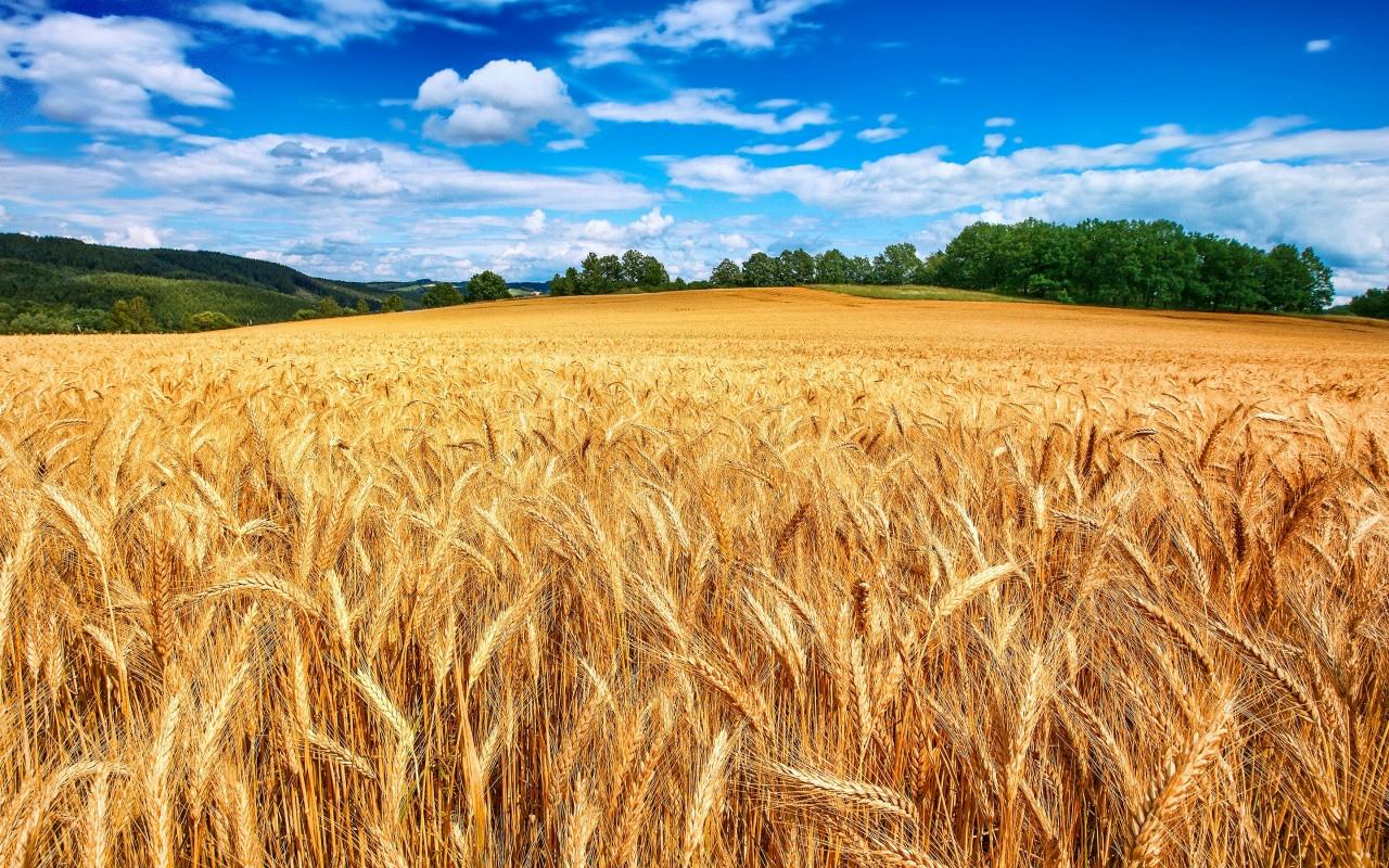 Wheat Field