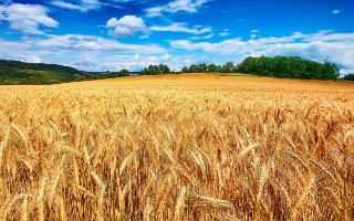 field